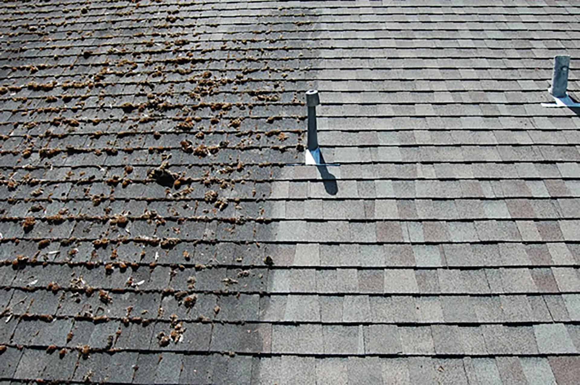 Asphalt shingles before and after moss removal, clean on one side and mossy on the other